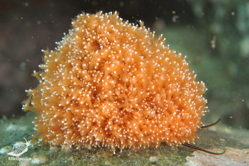 ウズイチモンジ, Trochus rota Dunker, 1860