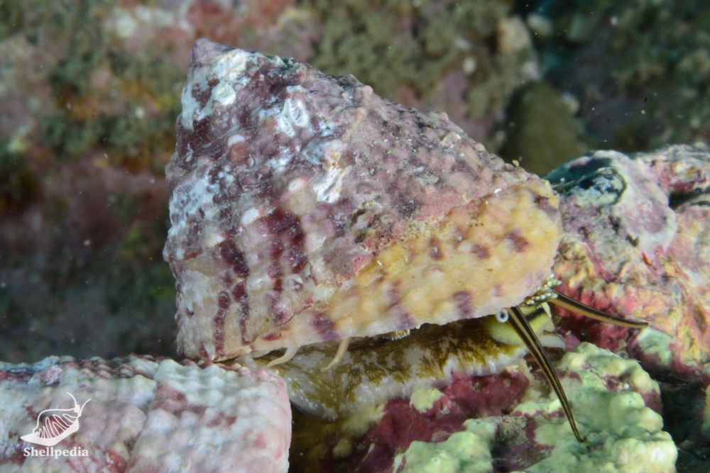 ウズイチモンジ, Trochus rota Dunker, 1860