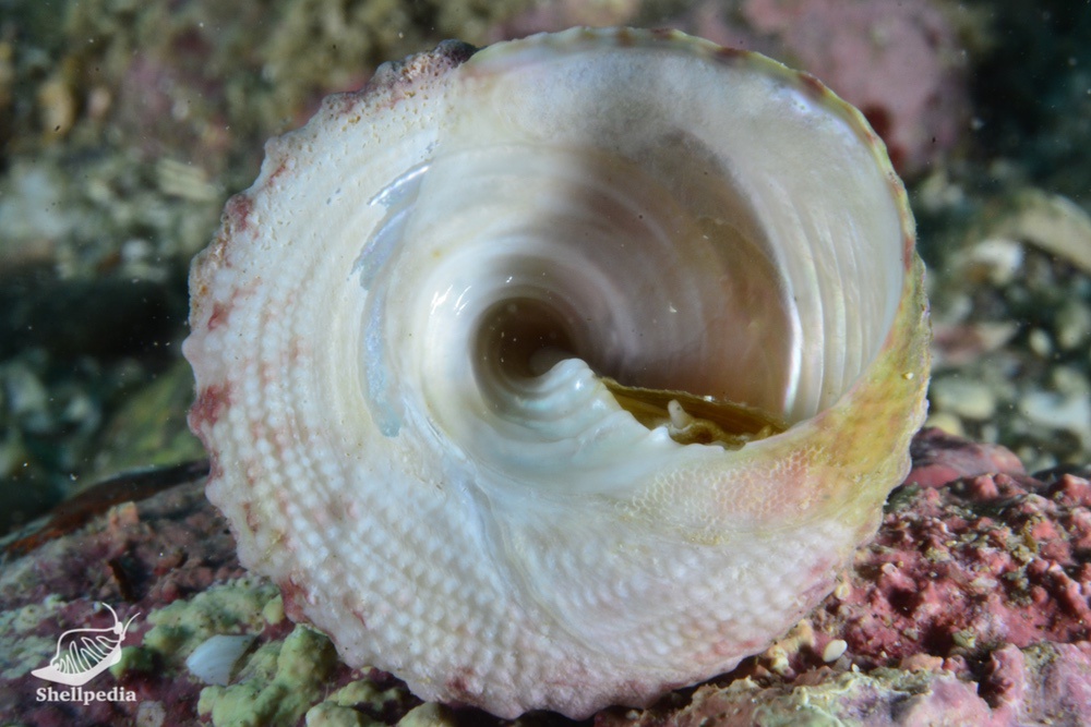 ウズイチモンジ, Trochus rota Dunker, 1860