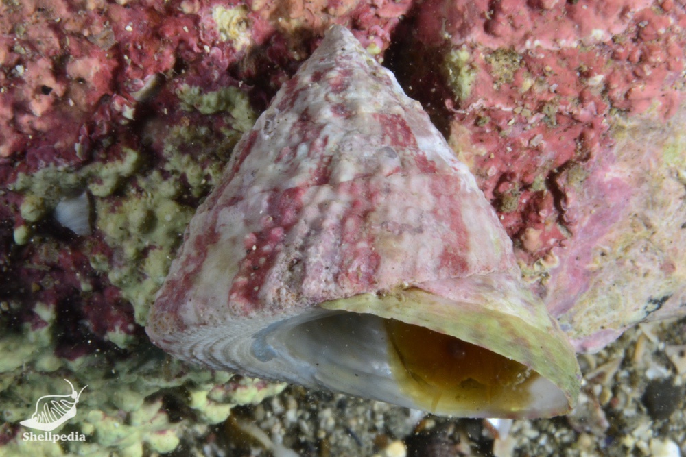 ウズイチモンジ, Trochus rota Dunker, 1860