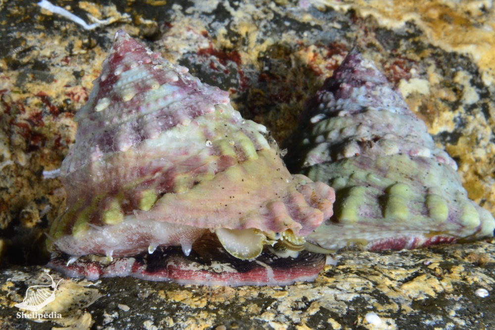 ウズイチモンジ, Trochus rota Dunker, 1860