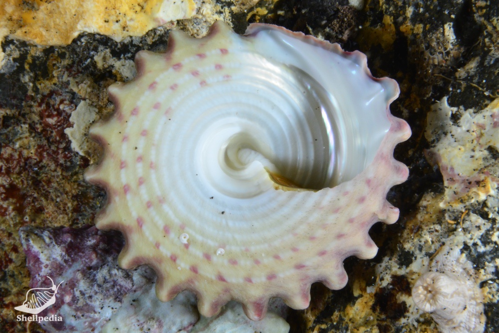 ウズイチモンジ, Trochus rota Dunker, 1860