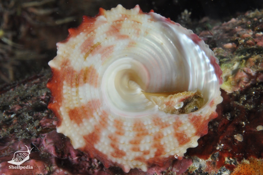 ウズイチモンジ, Trochus rota Dunker, 1860