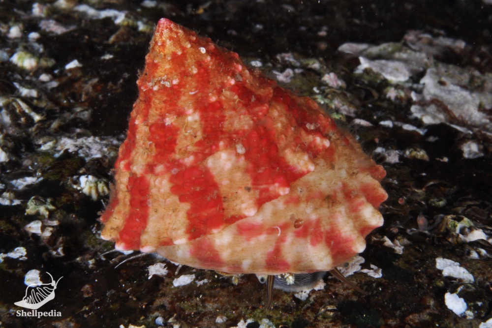 ウズイチモンジ, Trochus rota Dunker, 1860