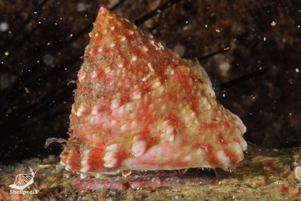 ウズイチモンジ, Trochus rota Dunker, 1860