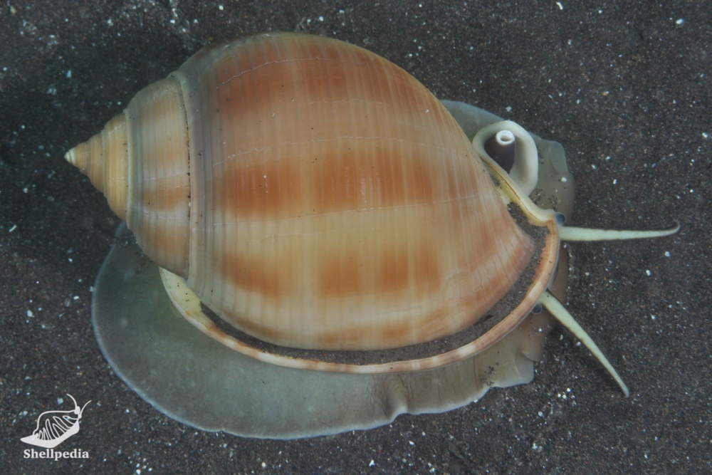ウラシマガイ, Semicassis persimilis Kira, 1959 