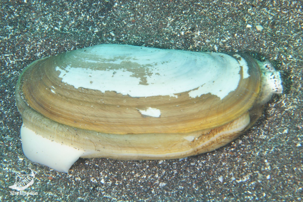 オオトリガイ, Lutraria maxima Jonas, 1844