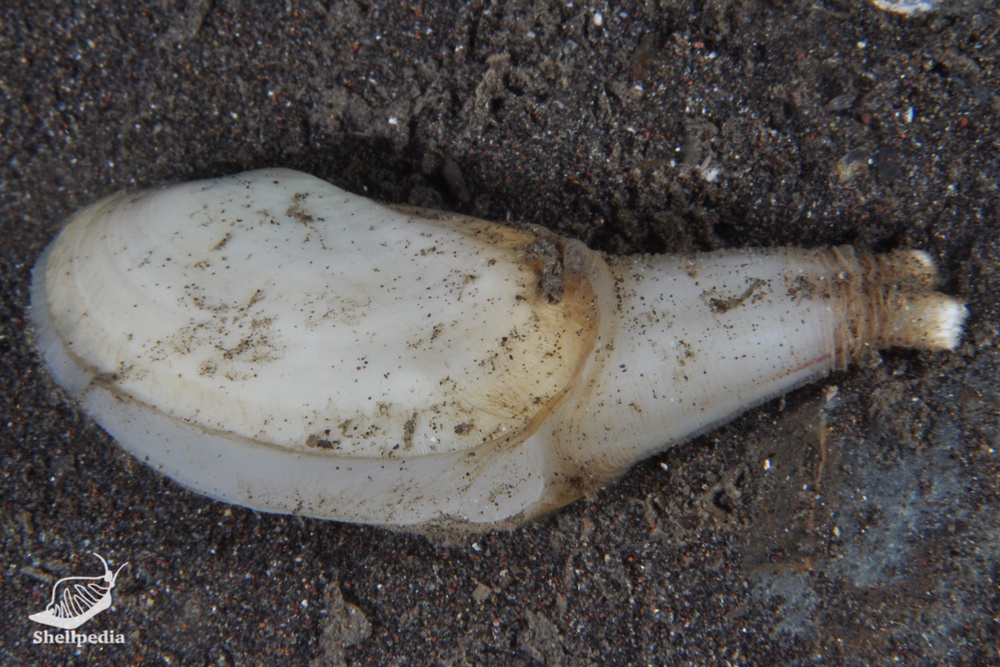 オオトリガイ, Lutraria maxima Jonas, 1844