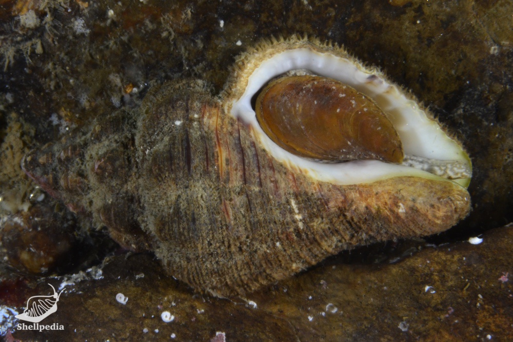 オガイ, Cantharus cecillei Philippi, 1844