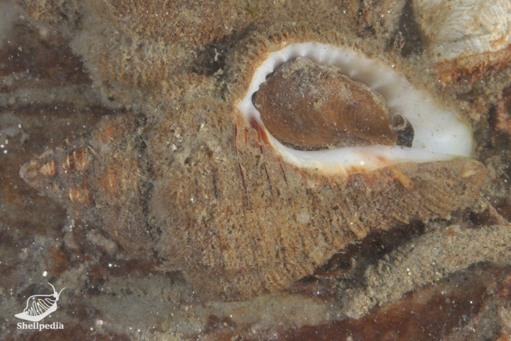 オガイ, Cantharus cecillei Philippi, 1844