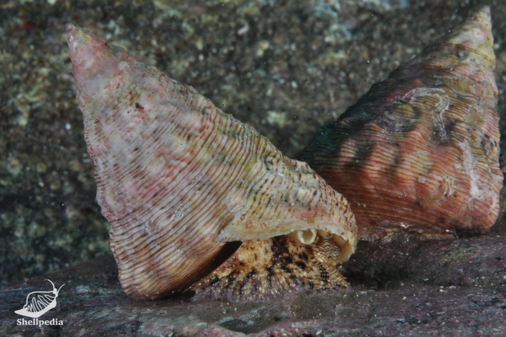 オニノハ, Tosatrochus attenuatus (Jonas, 1844)