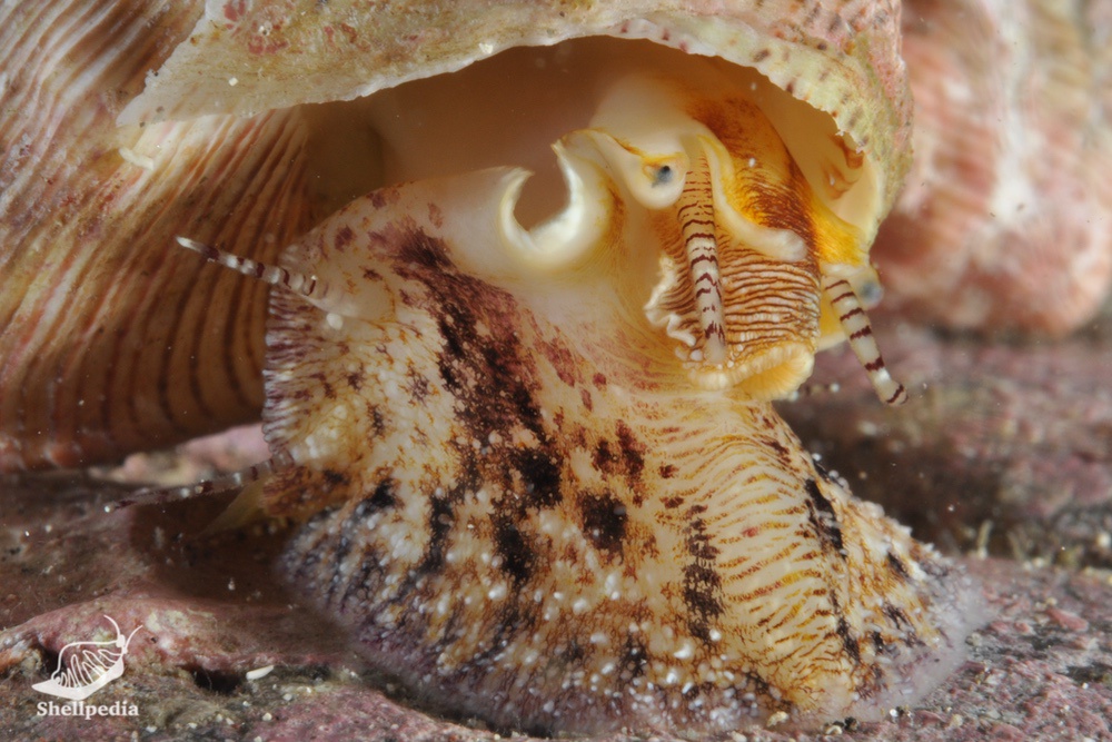 オニノハ, Tosatrochus attenuatus (Jonas, 1844)