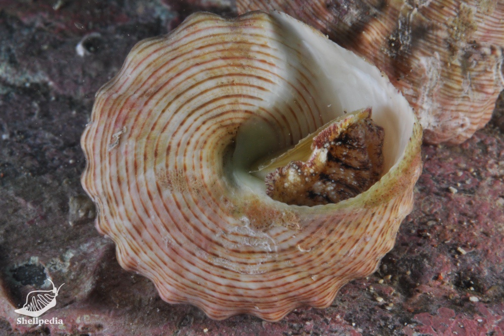 オニノハ, Tosatrochus attenuatus (Jonas, 1844)