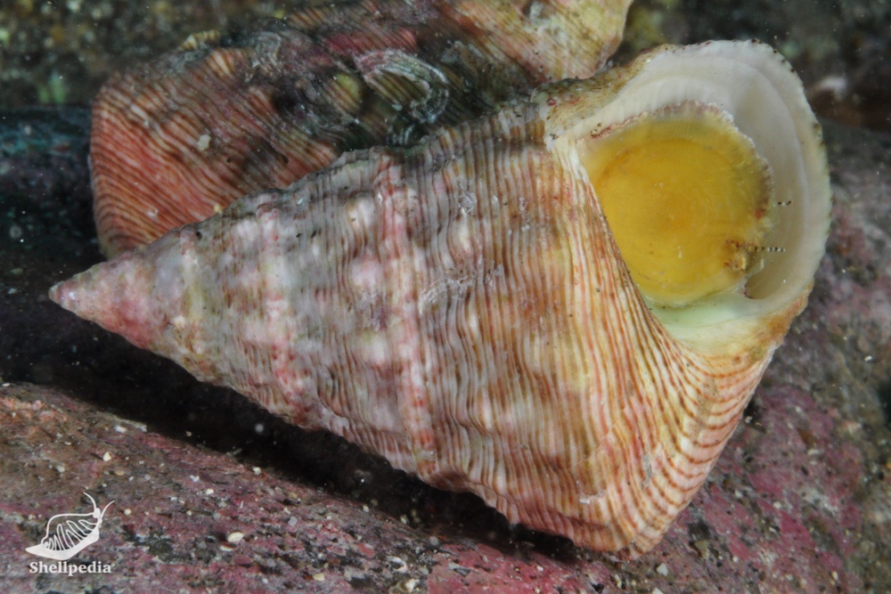 オニノハ, Tosatrochus attenuatus (Jonas, 1844)