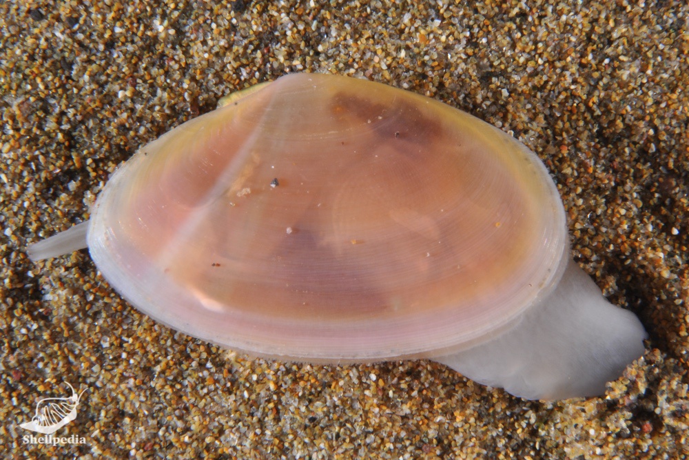 カバザクラ, Nitidotellina valtonis (Hanley, 1844)