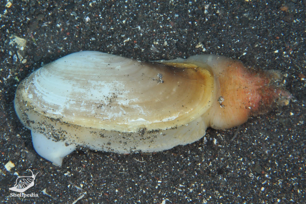 カモジガイ, Lutraria rhynchaena Jonas, 1844