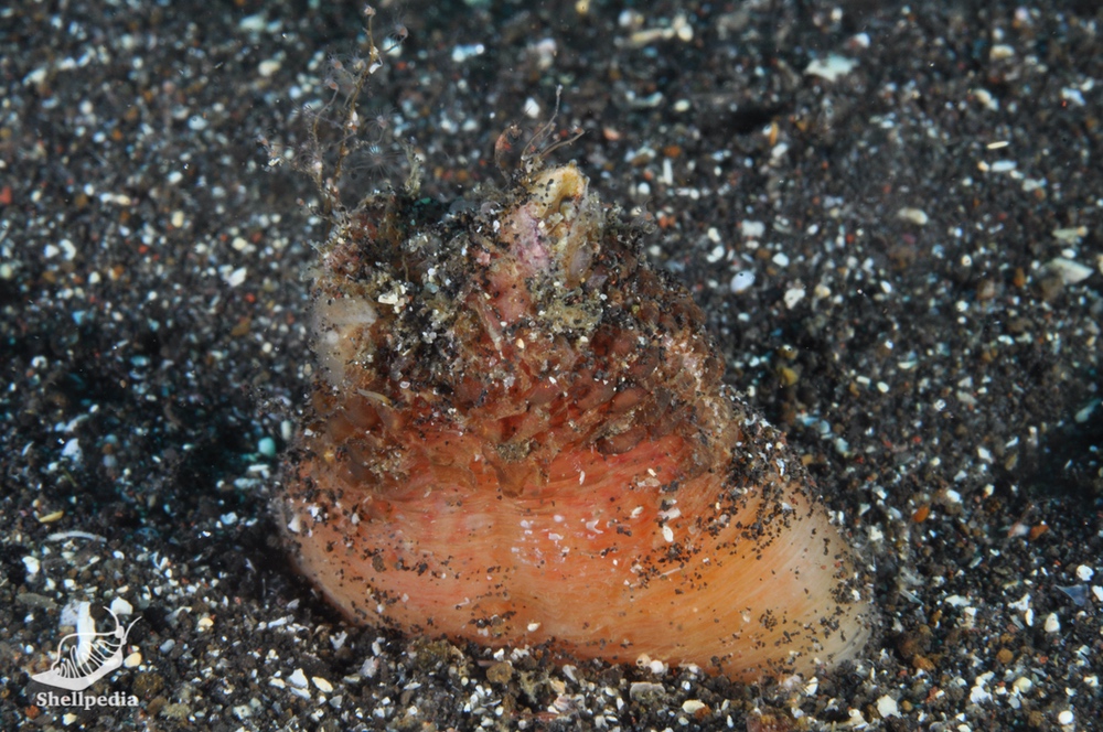 カモジガイ, Lutraria rhynchaena Jonas, 1844