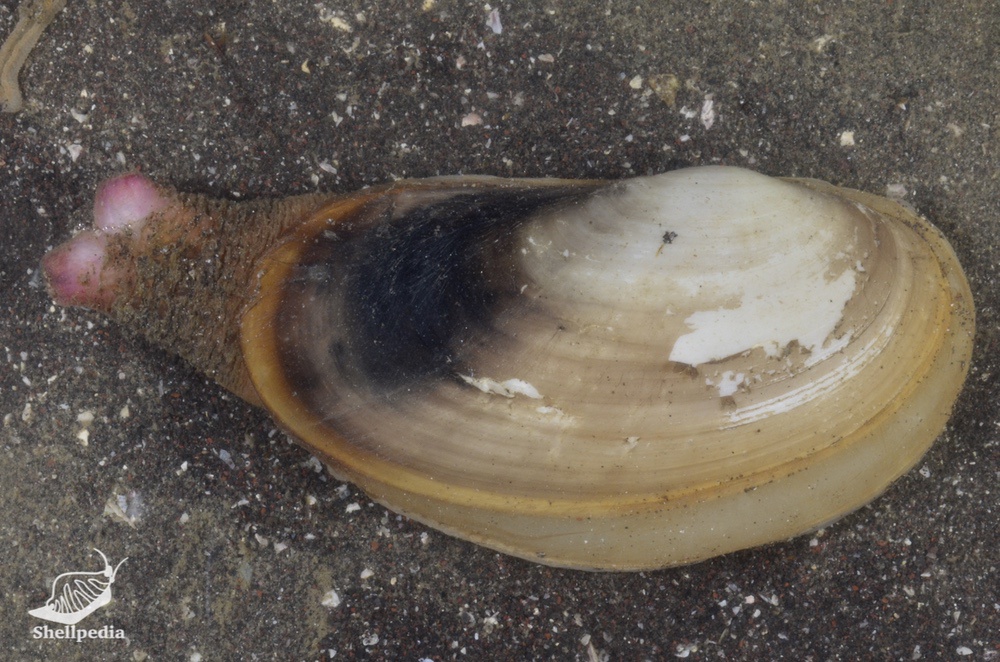 カモジガイ, Lutraria rhynchaena Jonas, 1844