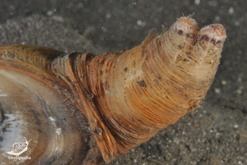 カモジガイ, Lutraria rhynchaena Jonas, 1844