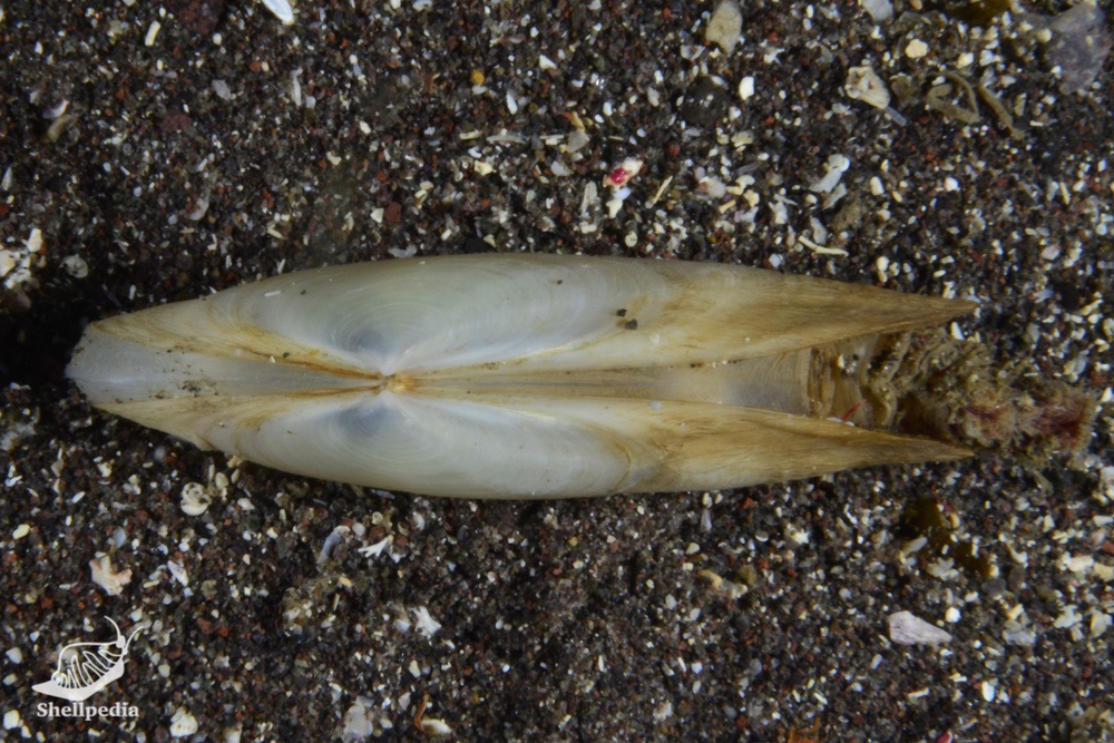 カモジガイ, Lutraria rhynchaena Jonas, 1844