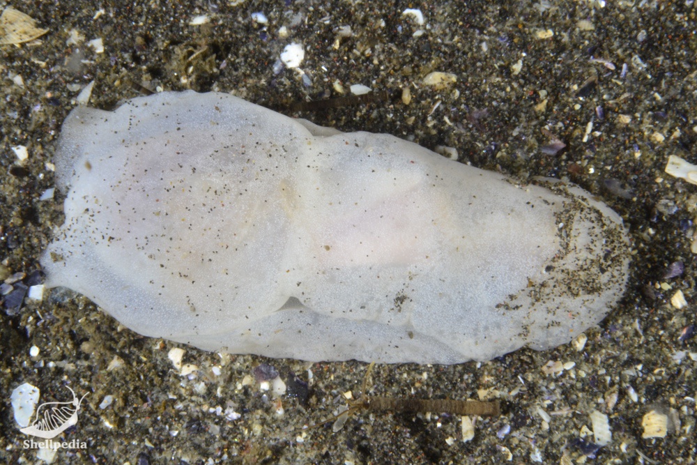 キセワタガイ, Philine orientalis A. Adams, 1854