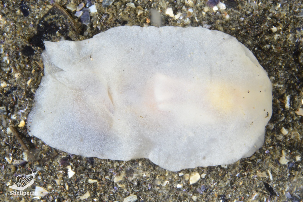キセワタガイ, Philine orientalis A. Adams, 1854