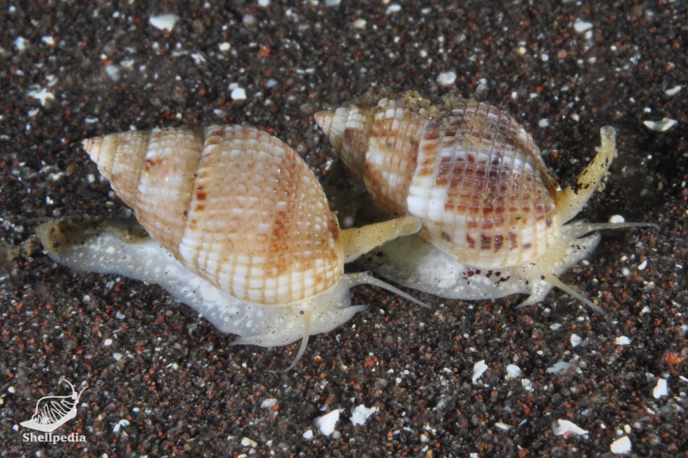 キビムシロ, Nassarius splendidulua (Dunker, 1846)