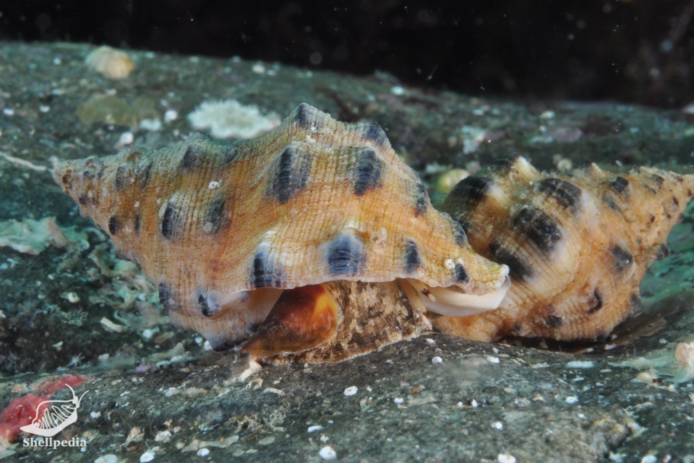 クリフレイシ, Thais kyteistina (Holten, 1803)
