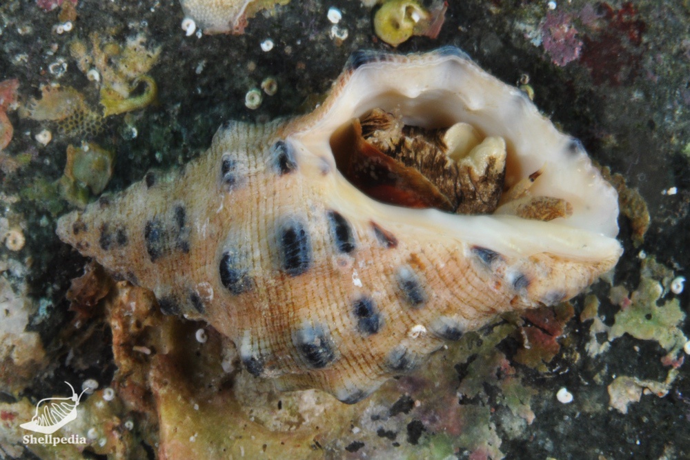 クリフレイシ, Thais kyteistina (Holten, 1803)