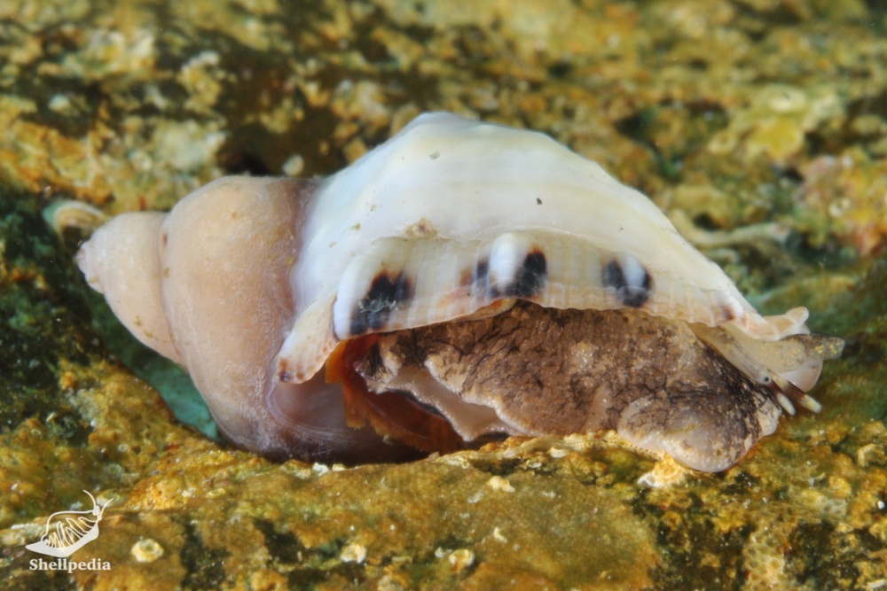 クリフレイシ, Thais kyteistina (Holten, 1803)