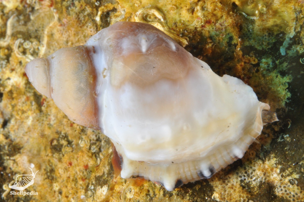 クリフレイシ, Thais kyteistina (Holten, 1803)