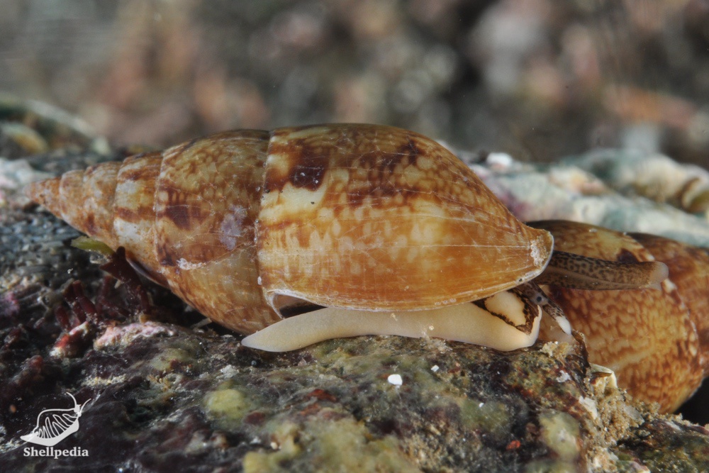 コウダカマツムシ, Mitrella burchardi (Dunker, 1877)