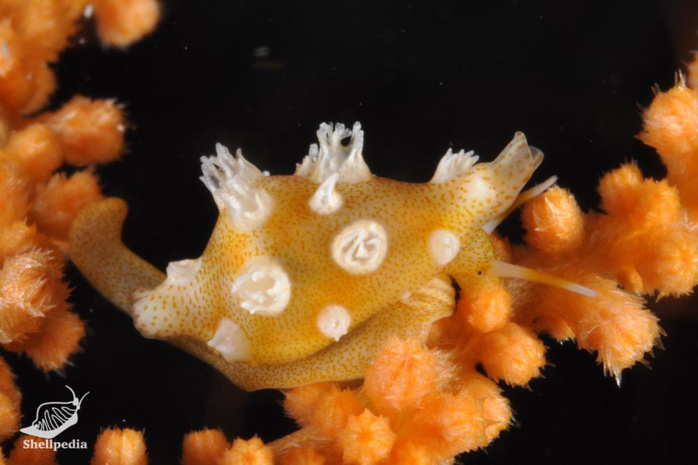 コボレバケボリ, Dentiovula colobica (Azuma & Cate, 1971)