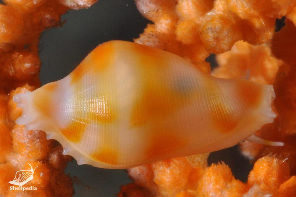 コボレバケボリ, Dentiovula colobica (Azuma & Cate, 1971)