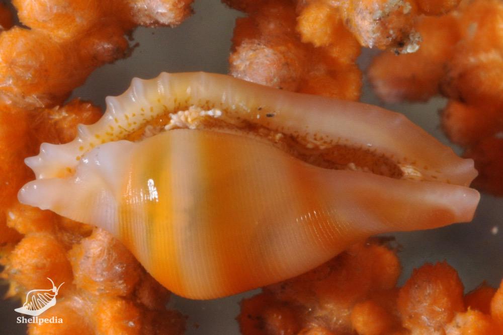 コボレバケボリ, Dentiovula colobica (Azuma & Cate, 1971)