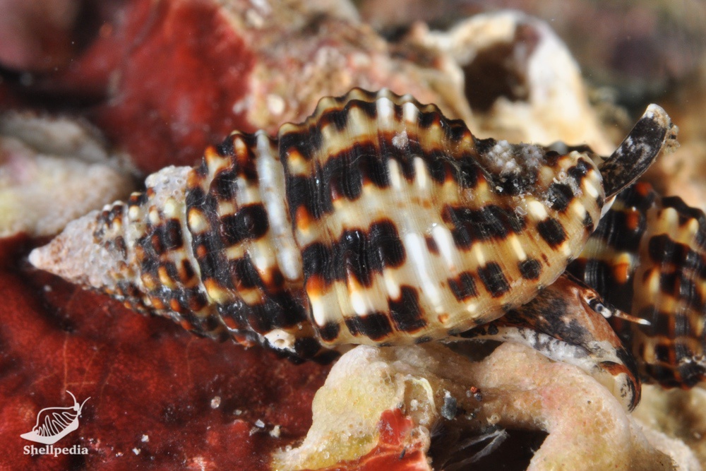 ゴマフホラダマシ, Engina menkeana (Dunker, 1860)