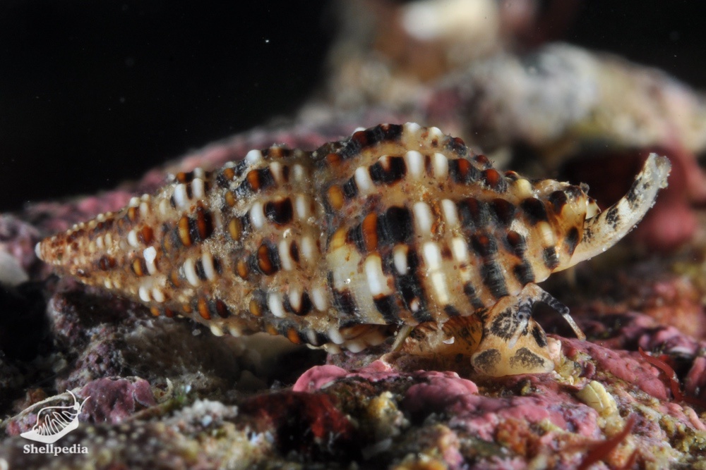 ゴマフホラダマシ, Engina menkeana (Dunker, 1860)