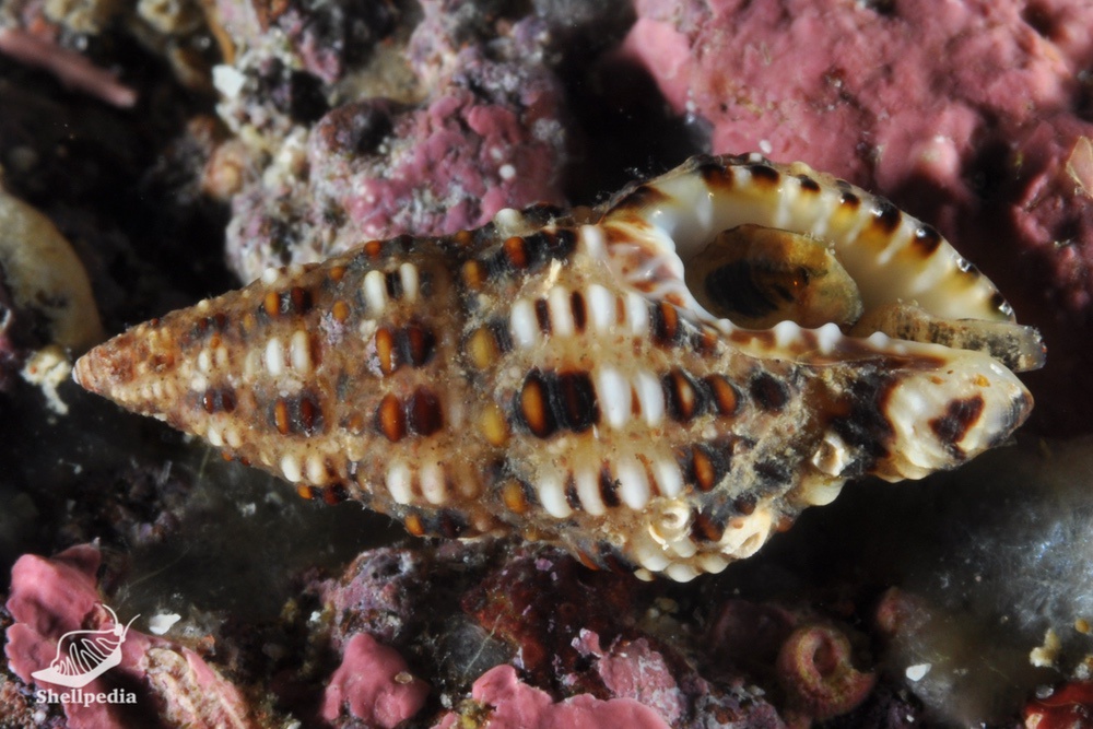 ゴマフホラダマシ, Engina menkeana (Dunker, 1860)