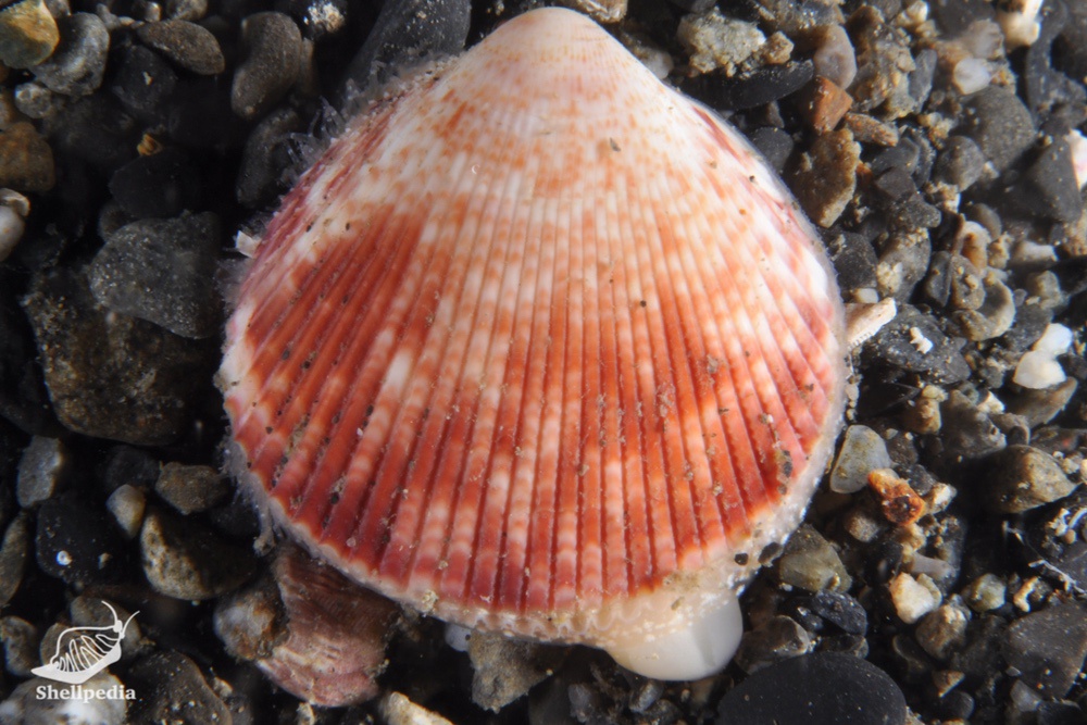 ザルガイ, Acrosterigma burchardi (Dunker, 1877)