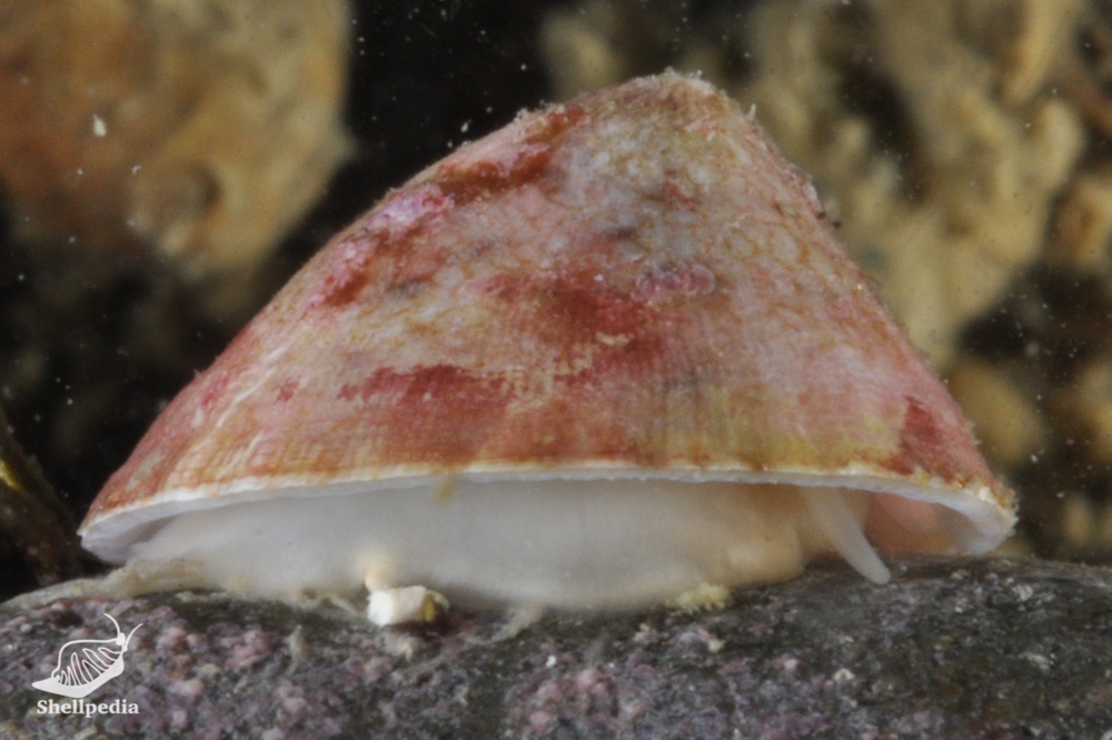 シボリガイモドキ, Patelloida signata (Pilsbry, 1901)