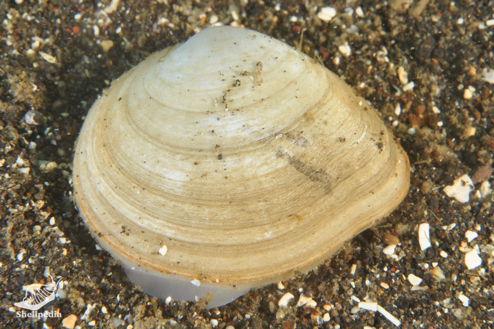シラトリモドキ, Heteromacoma irus (Hanley, 1845)