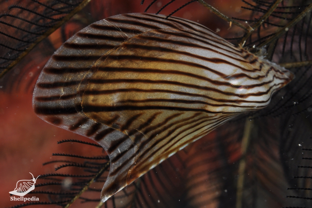 シロチョウウグイス, Pteria physoides (Lamarck, 1819)