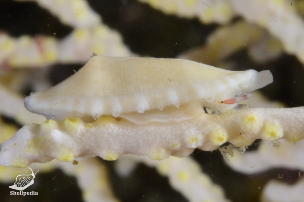 チヂワケボリ, Prosimnia semperi (Weinkauff, 1881)