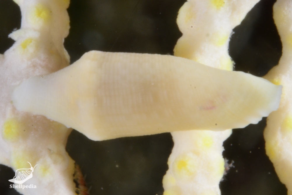 チヂワケボリ, Prosimnia semperi (Weinkauff, 1881)