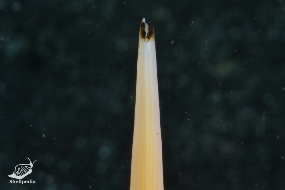 ツノガイ, Antalis weinkauffi (Dunker, 1877)