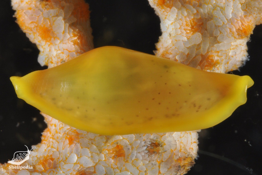 トサケボリ, Primovula tosaensis Azuma & Cate, 1971