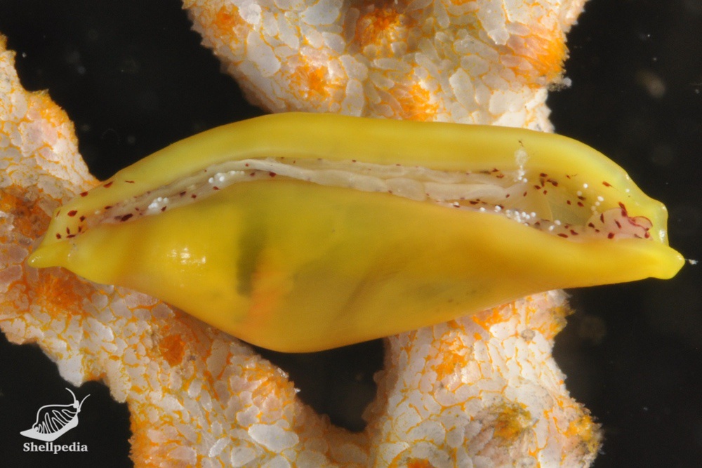 トサケボリ, Primovula tosaensis Azuma & Cate, 1971