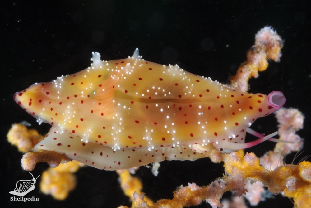 トサケボリ, Primovula tosaensis Azuma & Cate, 1971