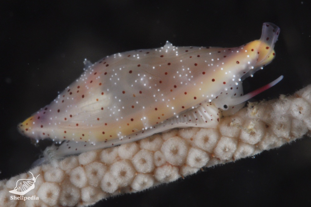 トサケボリ, Primovula tosaensis Azuma & Cate, 1971