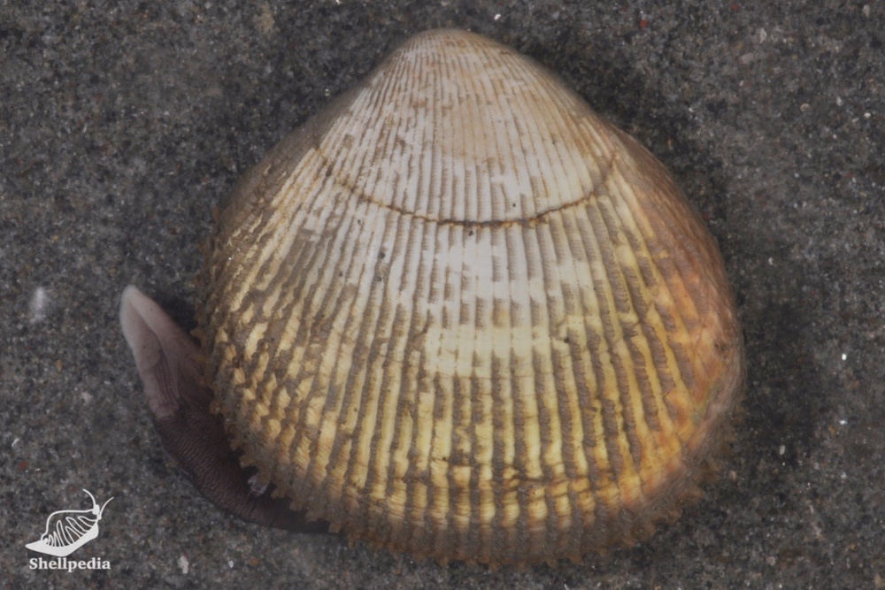 トリガイ, Fulvia mutica (Reeve, 1844)